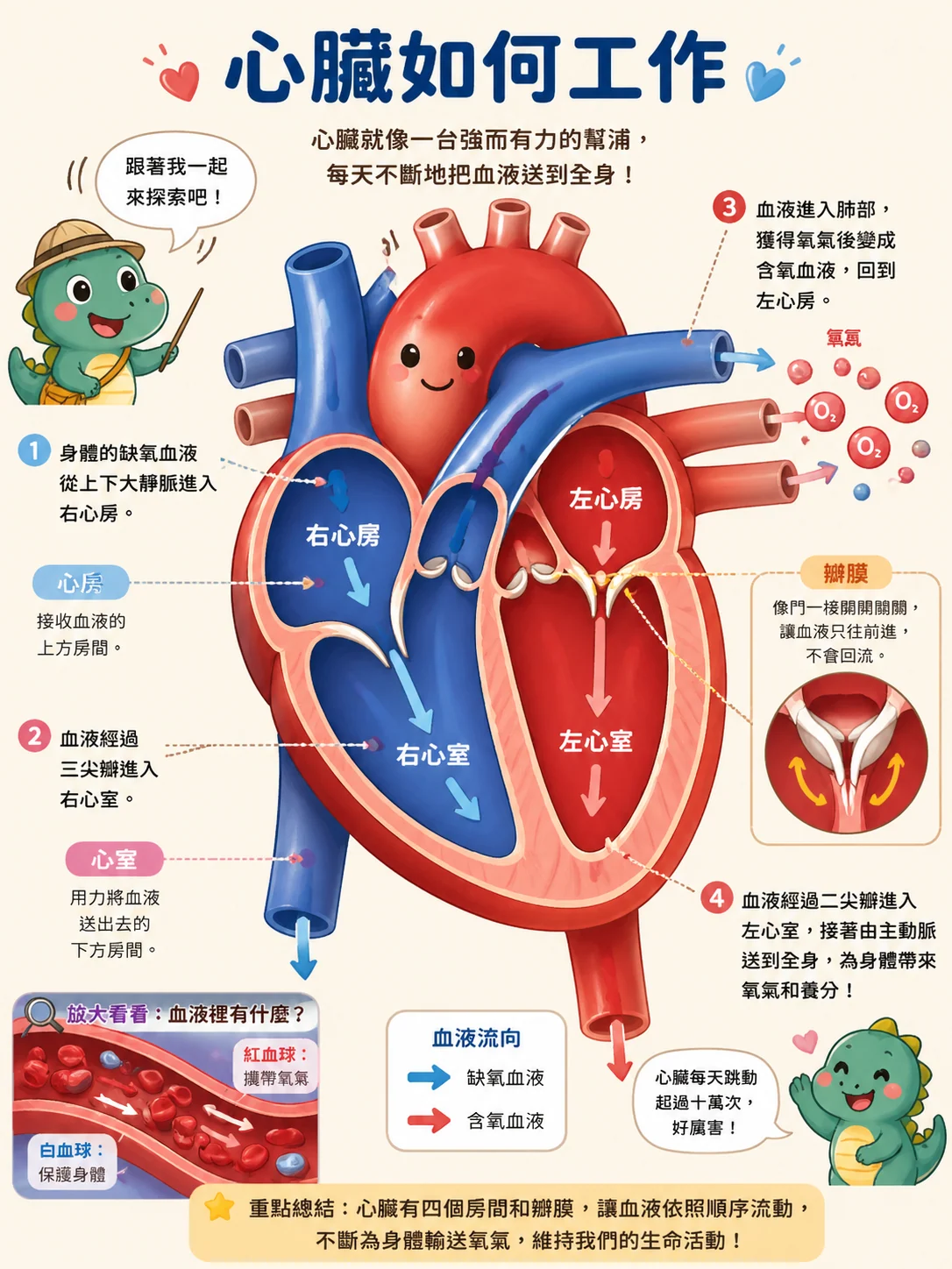 心臟剖面科普繪本示例