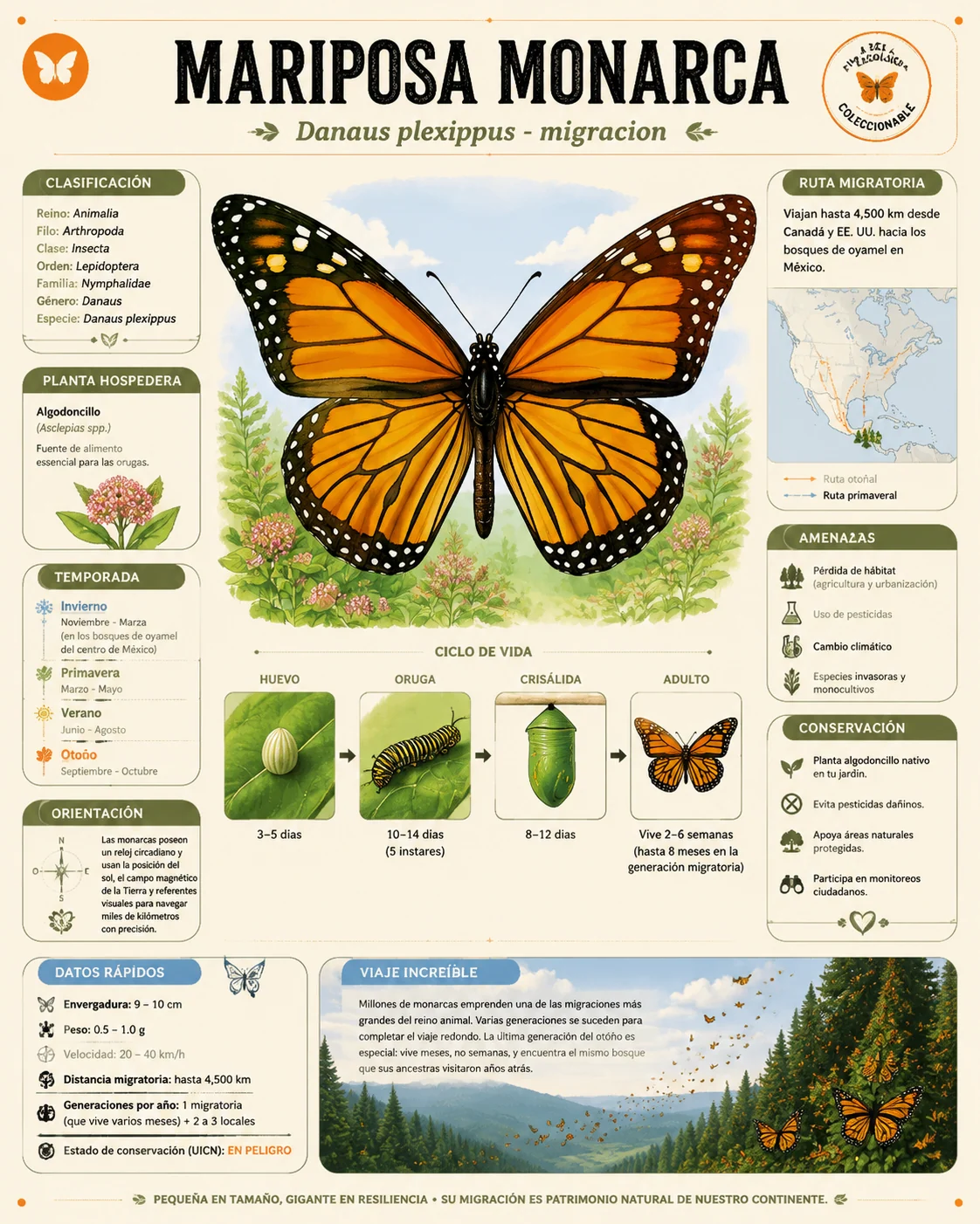 Tarjeta enciclopedica en espanol sobre la migracion de la mariposa monarca